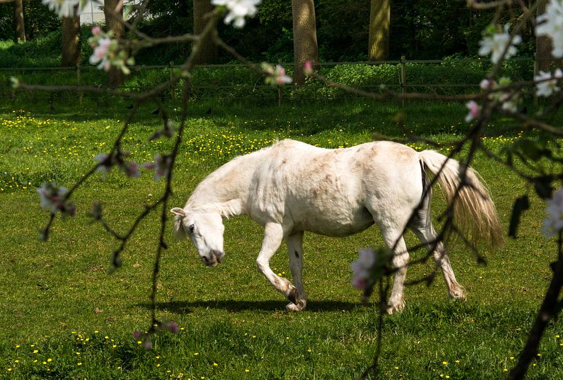 Paard in wei by Ellen Denkers-Hartman