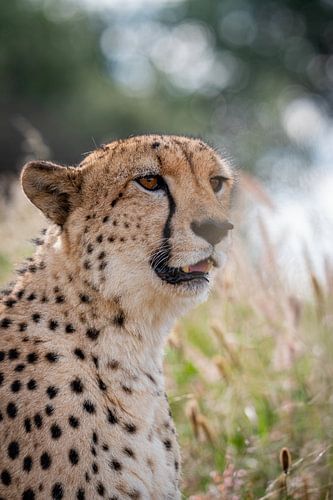 Cheetah in the grass