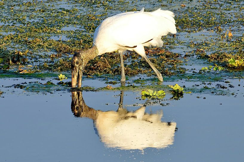 Oh je, ich bin ziemlich von Frank's Awesome Travels