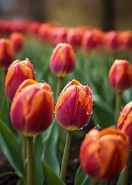 tulpen in bloei van Rizal Azhari