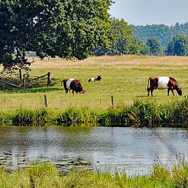 Eine Familie von Laekenfeldern Rind in einer Sommerlandschaft. von Tjamme Vis