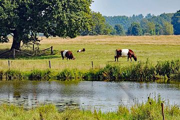 Eine Familie von Laekenfeldern Rind in einer Sommerlandschaft. von Tjamme Vis