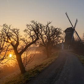 Windmill in Beast at sunrise and fog