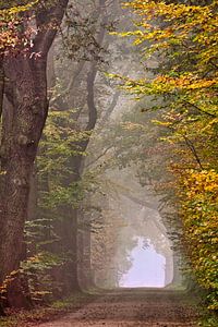 Herfstkleuren in het bos van Frans Lemmens