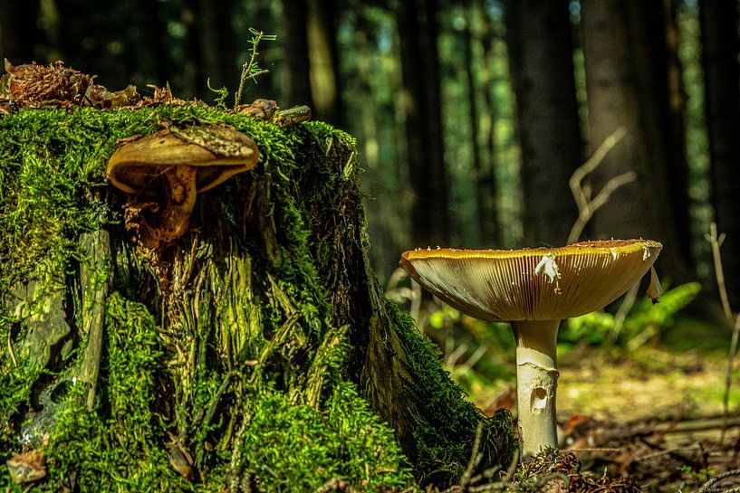 Natur Pilze von Johnny Flash