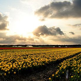 tulpenveld in Noordwijkerhout II van Marvin Van Haasen