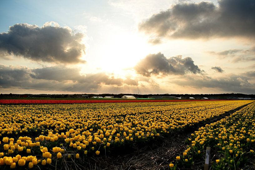 Tulpenfeld in Noordwijkerhout II von Marvin Van Haasen