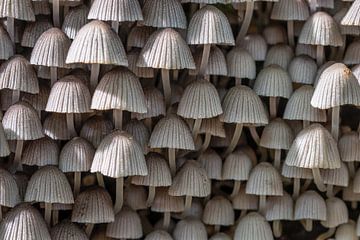 Achtergrond met witte kleine paddenstoelen (bundelmycena) van Jolanda Aalbers
