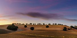 Field of colour van Steven Driesen