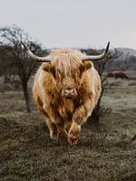 Scottish Highlander Egmond aan Zee