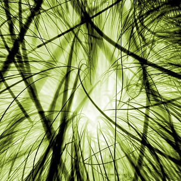 Verweven grassprieten in een ander licht - groen van mekke