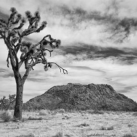 Joshua Tree Park van Rene van Heerdt