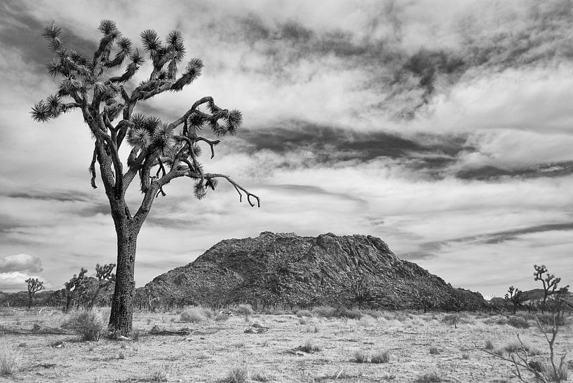 Parc de l'arbre de Joshua par Rene van Heerdt