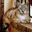 Old Blue Eyes by Dorothy Berry-Lound thumbnail
