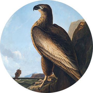 Washington Zeearend, John James Audubon