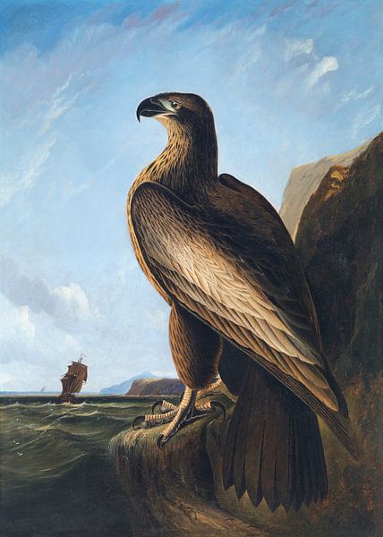 Washingtoner Seeadler, John James Audubon von Meisterhafte Meister