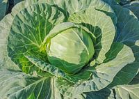 White cabbage