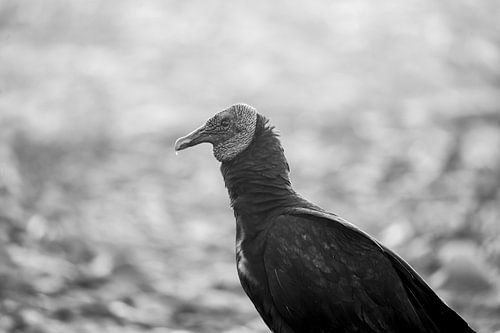 La sagesse dans l'ombre - Portrait d'un vautour