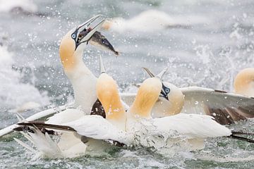 Vogels | Jan-van-genten in actie, vissend op de Noordzee