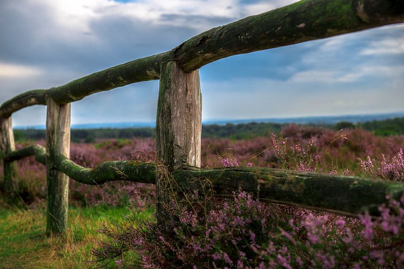 Paarse hei by Henk v Hoek