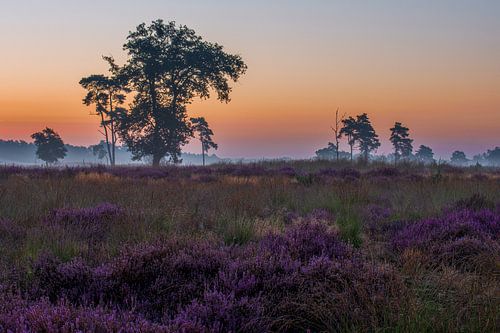 Zonsopkomst paarse heide