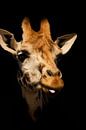 Giraf met een attitude van Foto Studio Labie thumbnail