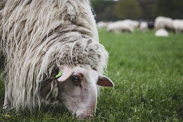 Porträt eines schönen Schafes von Photos by Francis
