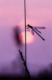 Beauty at sunset by Hennie Zeij