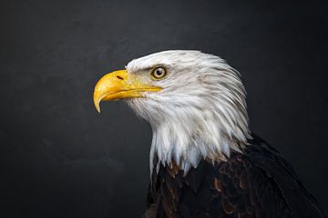 Portrait au pinceau d'un oiseau de proie | Le Balbuzard américain (Bald Eagle) sur Laura Dijkslag