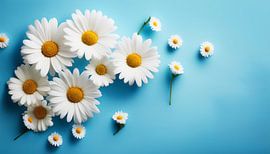 Kamillebloemen met blauwe achtergrond