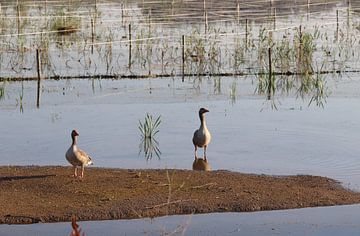 Couple of geese Park Lingezegen by Henri Bekker