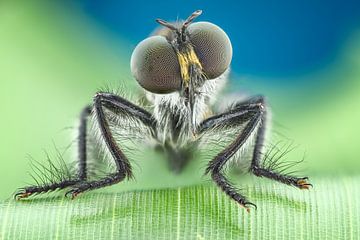 Robberfly... by Arno van Zon