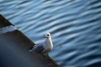 Mouette sur la Regnitz