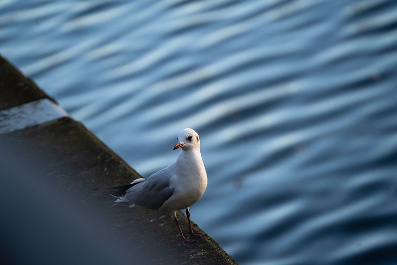 Möwe an der Regnitz von Christoph Rutenkolk Gallery