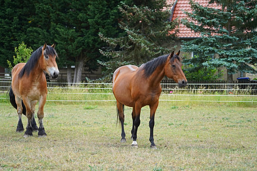 Trakehner Feldmeyer en Rijnlands-Duits koudbloed Enzo bij de Wei