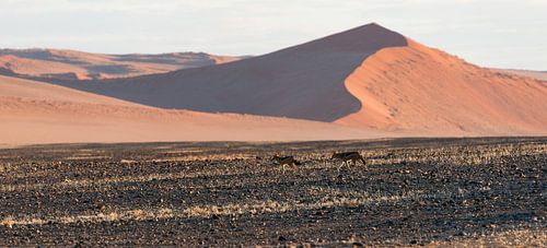 Namibië,  Sesriem,  Sossusvlei, jakhalzen in de ochtendzon