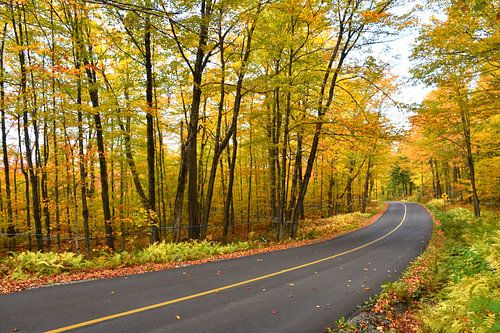 La route des érables à l'automne
