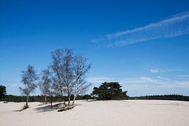 Soesterduinen von Harld Roling