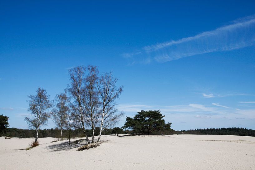 Soesterduinen par Harld Roling