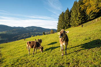 Allgäuer Kuh bei Oberstaufen