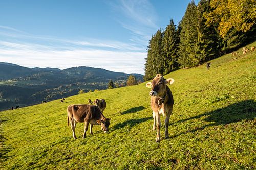 Allgäu koe bij Oberstaufen