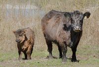 wisenten in de millingerwaard