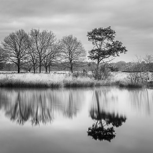 Nationaal Park Dwingelderveld in Zwart-Wit