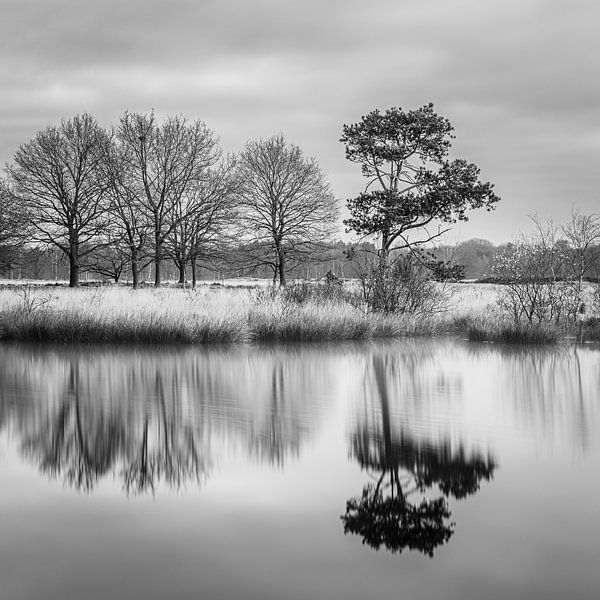Le parc national Dwingelderveld en noir et blanc par Henk Meijer Photography