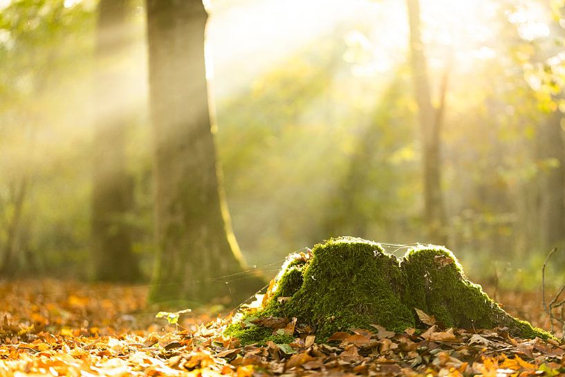 Aube dans la forêt par Annelies Werkman