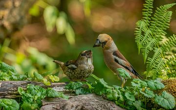 Hawfinch feeding young by Harry Punter