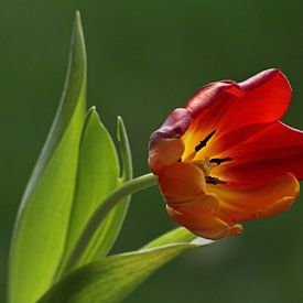 Rode tulp von Simone Huisman