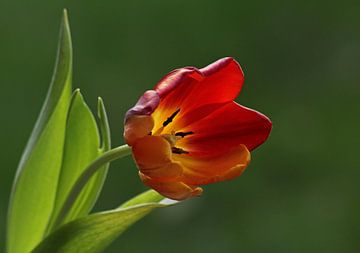 Rode tulp van Simone Huisman