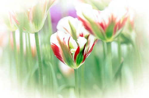 Soft Focus Tulp