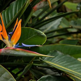 Paradijsvogelbloem in volle bloei van Kristof Lauwers